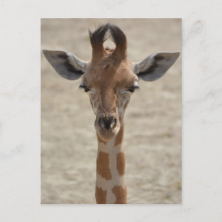 Cartão Postal Pequena girafa