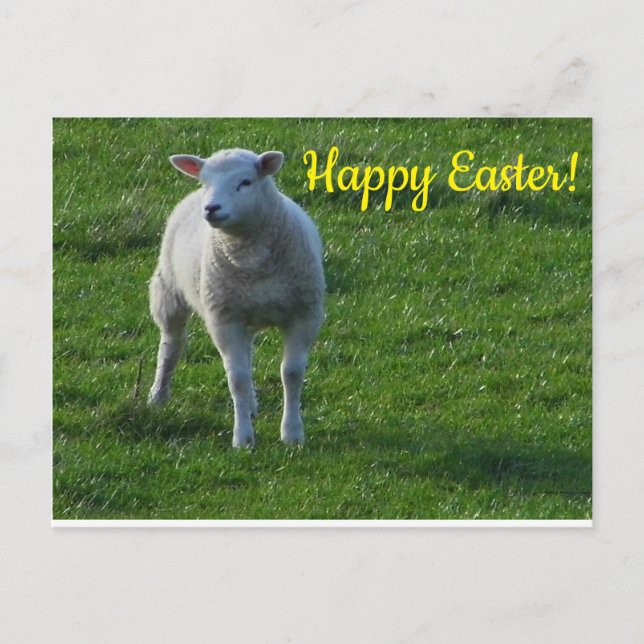 Cartão Postal Pequena Lambe (Frente)