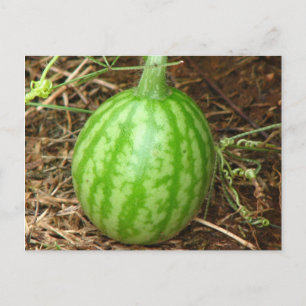 Cartão Postal Pequena Melancia