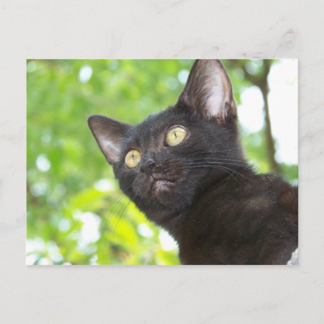 Cartão Postal Pequena procura de Nitt (Frente)