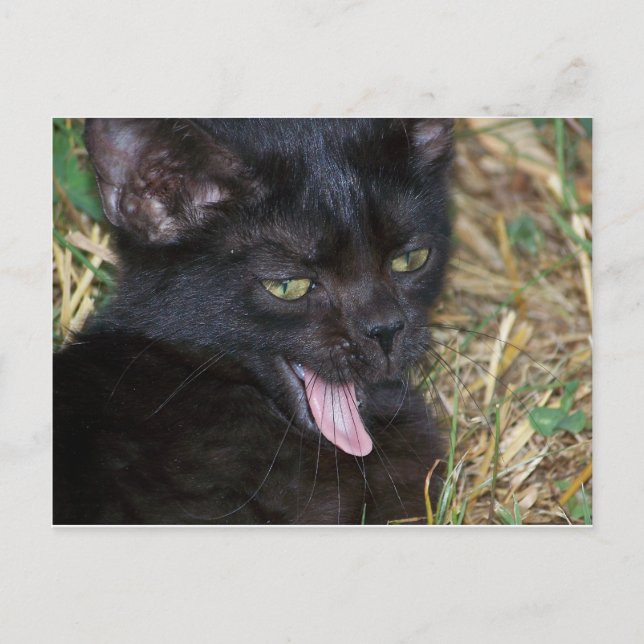 Cartão Postal Pequena Vadia (Frente)