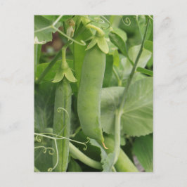 Cartão Postal Pequenas ervilhas do Verão