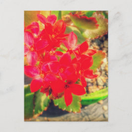 Cartão Postal Pequenas Flores Vermelhas Grunge Florindo