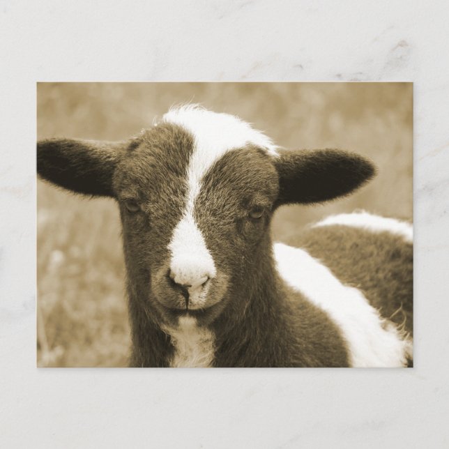 Cartão Postal Pequeno (Frente)