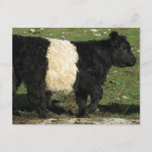 Cartão Postal Pequeno Beltie Calf
