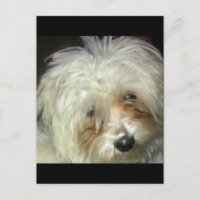 Pequeno Casper Bonito