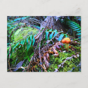Cartão Postal Pequeno Cogumelo Selvagem Laranja na Floresta