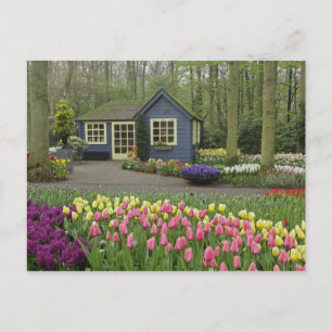 Cartão Postal Pequeno compro de flores de algodão, Jardins de Ke