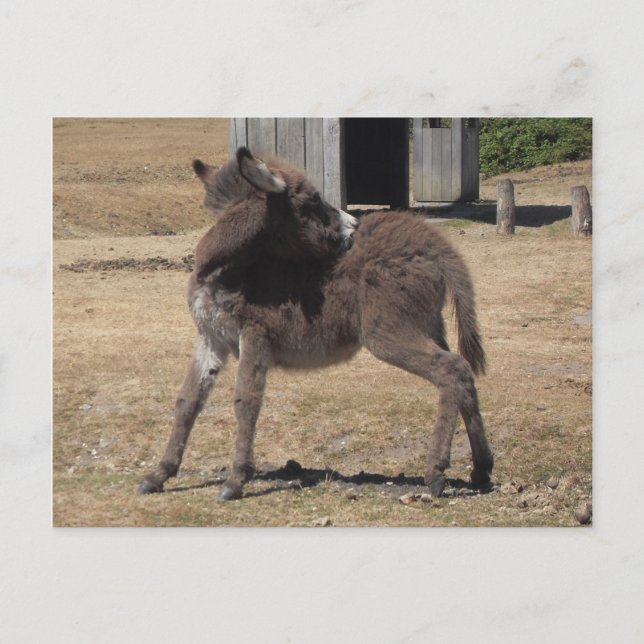 Cartão Postal Pequeno Donkey (Frente)