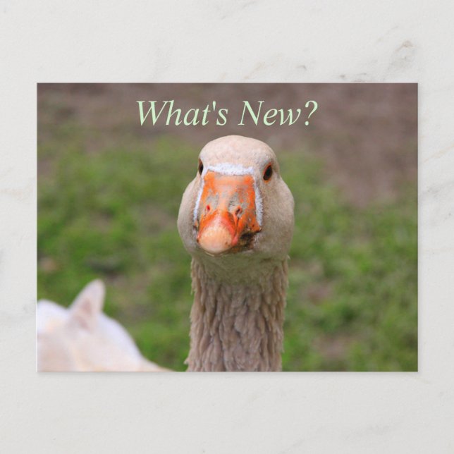 Cartão Postal Pequeno Ganso (Frente)