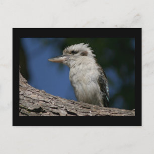 Cartão Postal Pequeno kookaburra