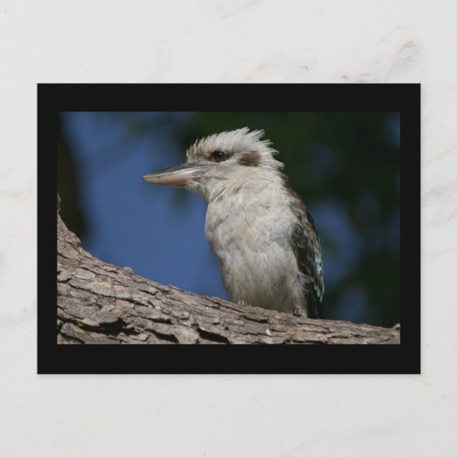 Cartão Postal Pequeno kookaburra (Frente)