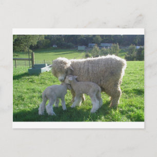 CARTÃO POSTAL PEQUENO LAMB