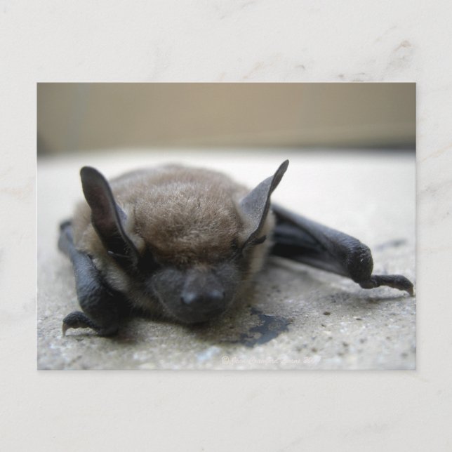 Cartão Postal Pequeno morcego (Myotis lucifugus) (Frente)