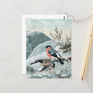 Cartão Postal Pequeno pássaro bonito - Bullfinch, Arte