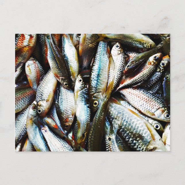 Cartão Postal Pequeno Peixe Branco (Frente)