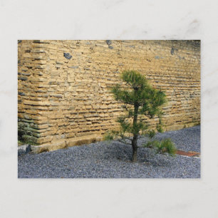 Cartão Postal Pequeno pinheiro e muro de terra