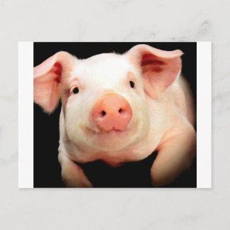 Cartão Postal Pequeno Porquinho