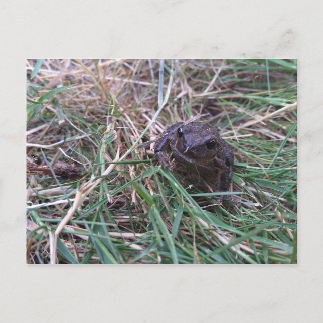 Cartão Postal Pequeno sapo (Frente)