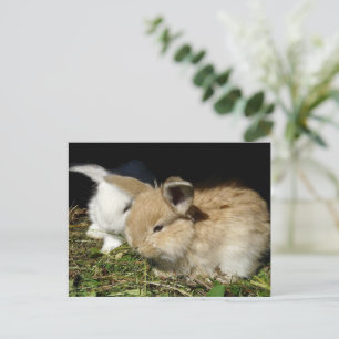 Cartão Postal Pequenos coelhos fofos bonitos