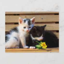 Cartão Postal Pequenos Gatinhos Flor