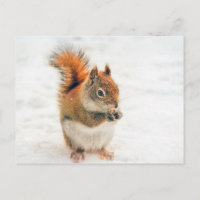 Pequenos Loucos para comer esquilo