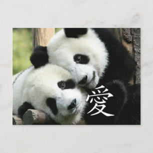 Cartão Postal Pequenos Pandas Gigantes Adoráveis Chinesas