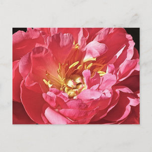 Cartão Postal Pequim Rosa, Cartão-postal