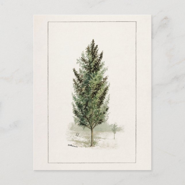 Cartão Postal Pera Árvore (Pyrus communis) Pintura por Aquarela (Frente)