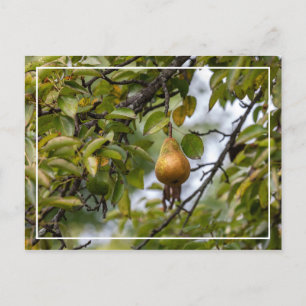 Cartão Postal Pera Bosc Na Árvore