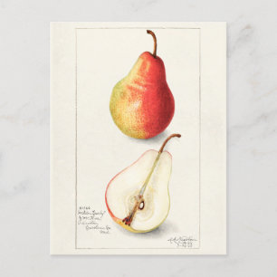 Cartão Postal Pera (Pyrus Communis) Fruta Moleração de Aquarelas