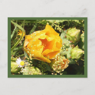 Cartão Postal Pera-Roca-Colar Sangue de Cactus