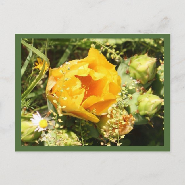 Cartão Postal Pera-Roca-Colar Sangue de Cactus (Frente)