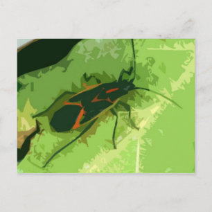 Cartão Postal Percevejo-do-acerto