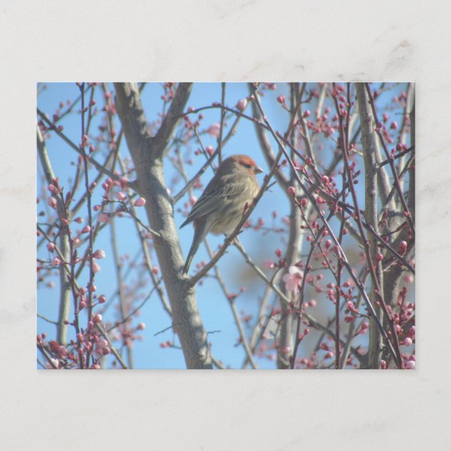 Cartão postal - Perch Primavera (Frente)