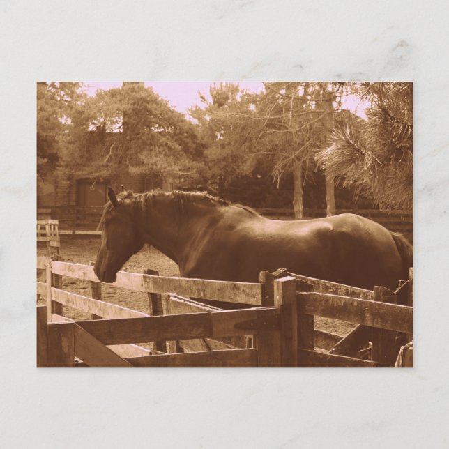 Cartão postal Percheron (Frente)