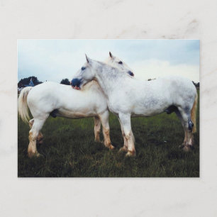 Cartão Postal Percherons se limpando mutuamente