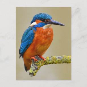 Cartão Postal Perching Kingfisher