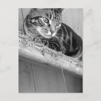 Cartão Postal Perdido