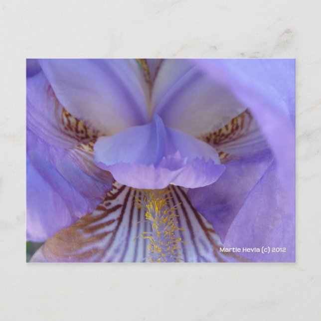 Cartão Postal Perdido em um Sonho (Frente)