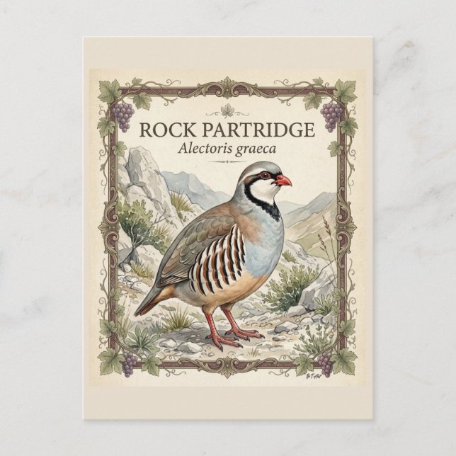 Cartão Postal Perdiz-grega, Alectoris Graeca Aves de Caça (Frente)