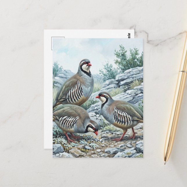 Cartão Postal Perdiz-grega, Alectoris Graeca Aves de Caça (Frente/Verso In Situ)