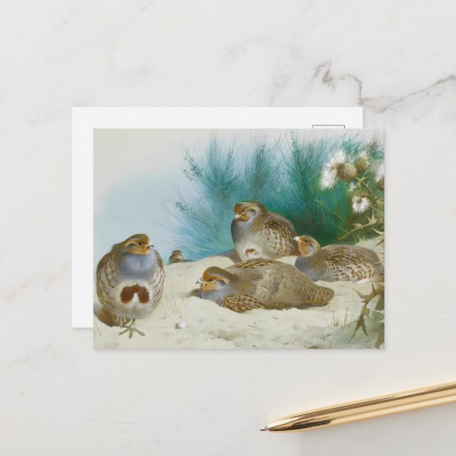 Cartão Postal Perdiz inglesa com gordo e palitos, Art (Frente/Verso In Situ)