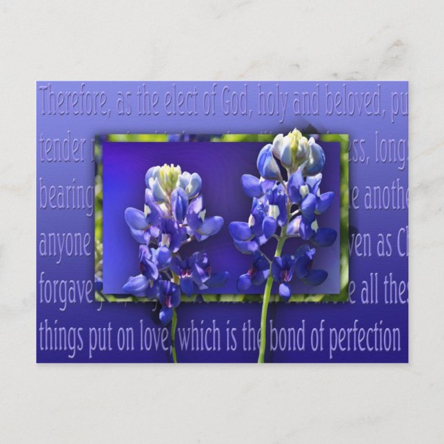 Cartão Postal Perdoe-me (Frente)