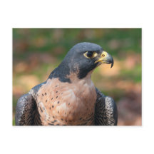 Peregrine Falcon