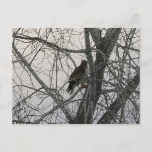Cartão Postal Peregrine Falcon