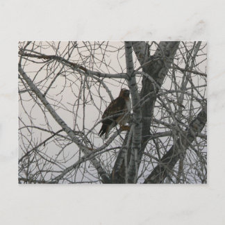Cartão Postal Peregrine Falcon