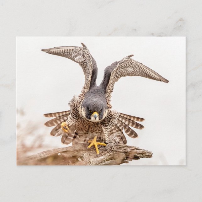 Cartão Postal Peregrine Falcon (Frente)