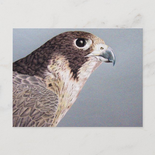 Cartão Postal Peregrine Falcon (Frente)