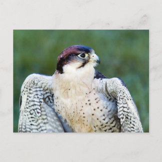 Cartão Postal Peregrine Falcon